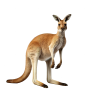 schibello